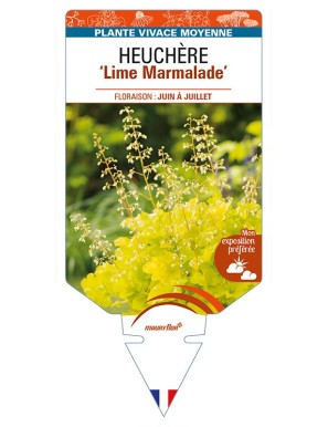 HEUCHERA 'Lime Marmalade'