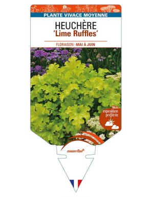 HEUCHERA 'Lime Ruffles'