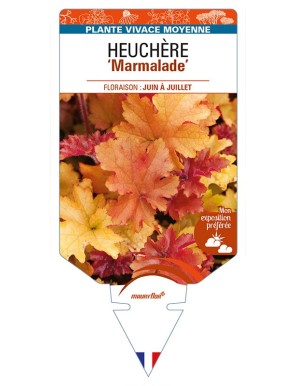 HEUCHERA 'Marmalade'