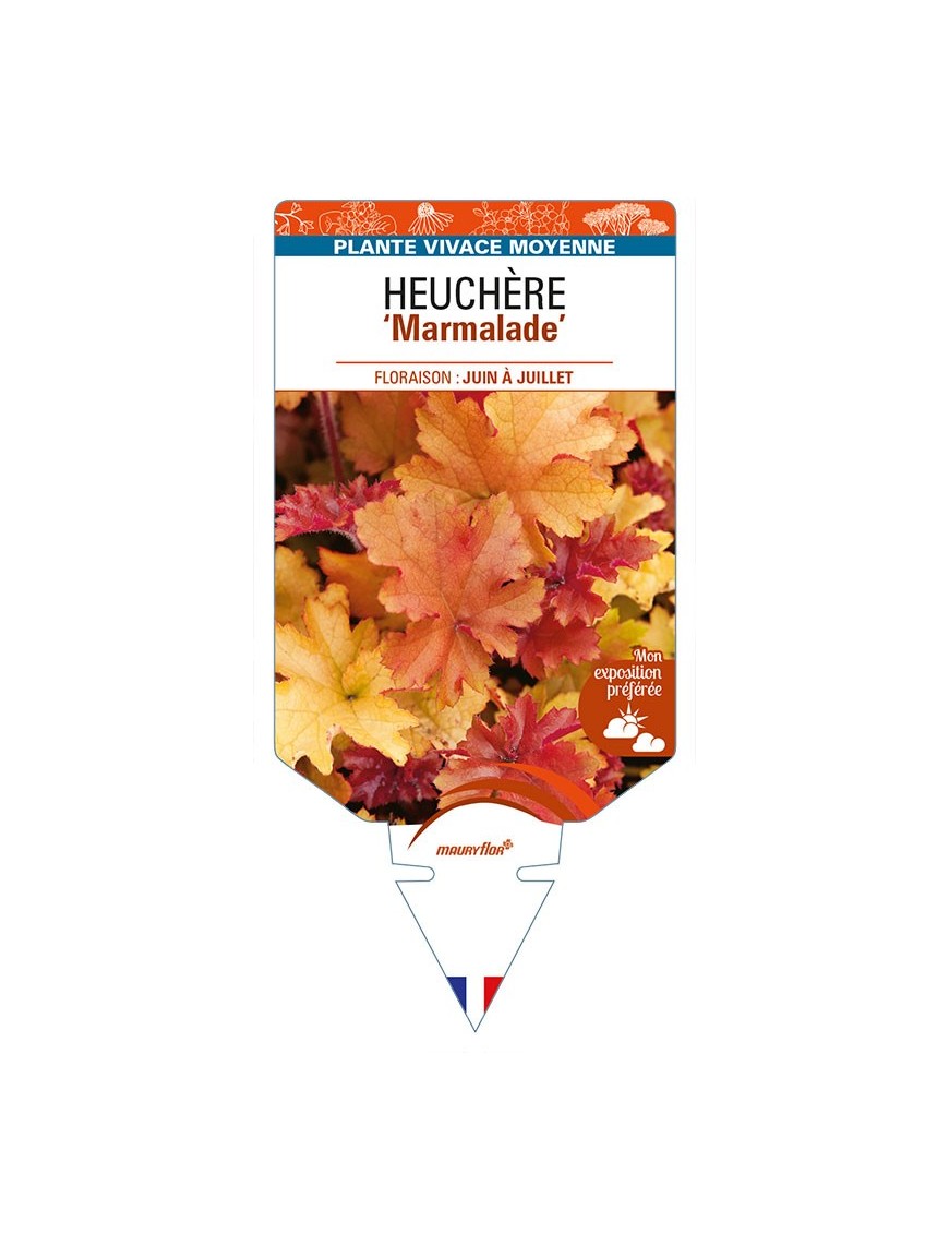HEUCHERA 'Marmalade'