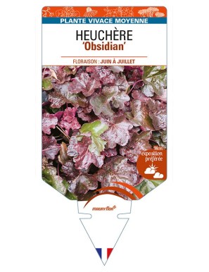 HEUCHERA 'Obsidian'