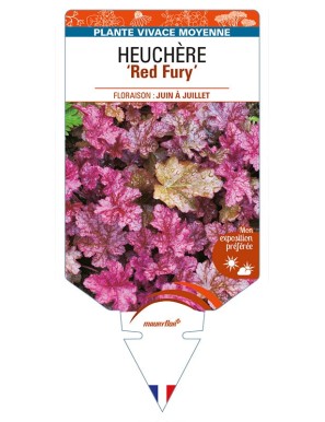 HEUCHERA 'Red Fury'