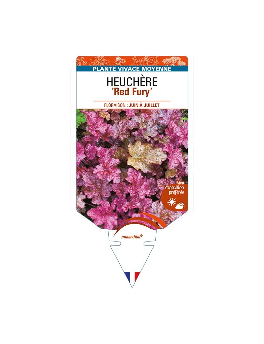 HEUCHERA 'Red Fury'