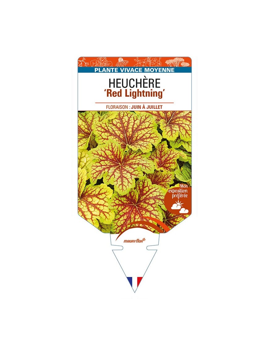 HEUCHERA 'Red Lightning'