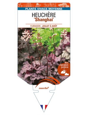 HEUCHERA 'Shanghai'