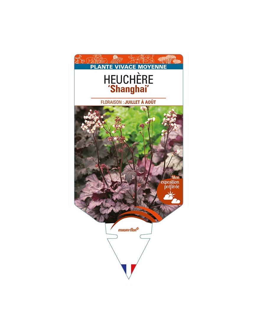 HEUCHERA 'Shanghai'