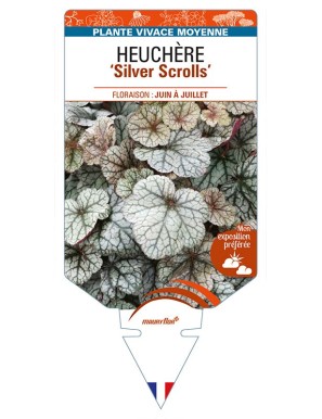 HEUCHERA 'Silver Scrolls'