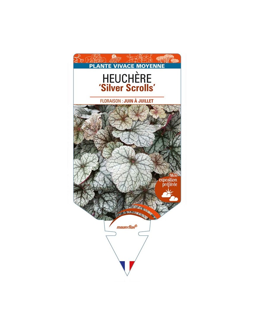 HEUCHERA 'Silver Scrolls'