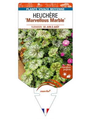 HEUCHERA (americana) 'Marvellous Marble'