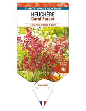 HEUCHERA (sanguinea) 'Coral Forest'