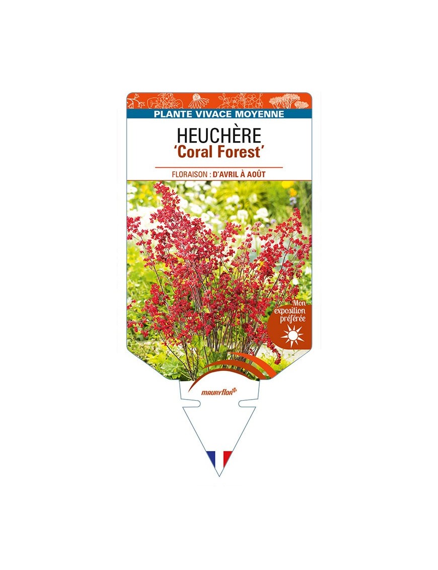 HEUCHERA (sanguinea) 'Coral Forest'
