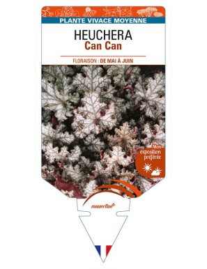 HEUCHERA Can Can
