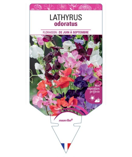 LATHYRUS ODORATUS