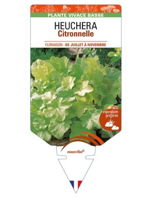 HEUCHERA Citronnelle