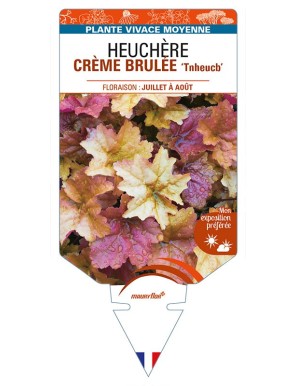HEUCHERA CREME BRULEE 'Tnheucb'