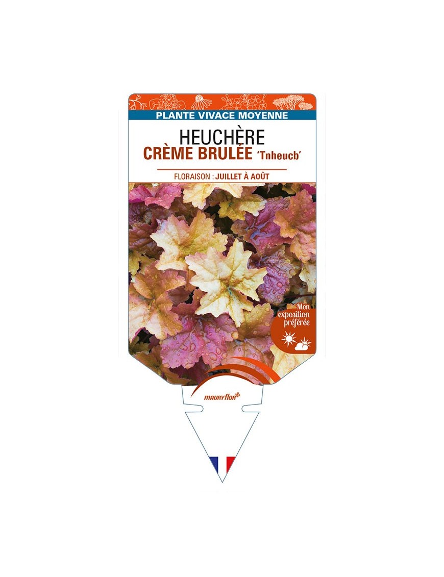 HEUCHERA CREME BRULEE 'Tnheucb'