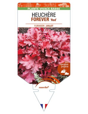 HEUCHERA FOREVER 'Red'