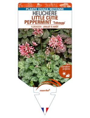 HEUCHERA LITTLE CUTIE PEPPERMINT 'Tnheupp'