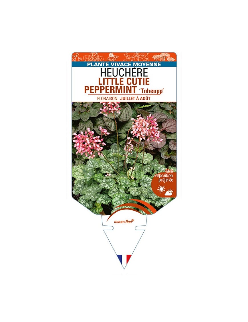 HEUCHERA LITTLE CUTIE PEPPERMINT 'Tnheupp'