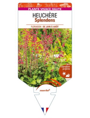 HEUCHERA Splendens