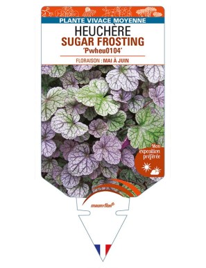 HEUCHERA SUGAR FROSTING 'Pwheu0104'