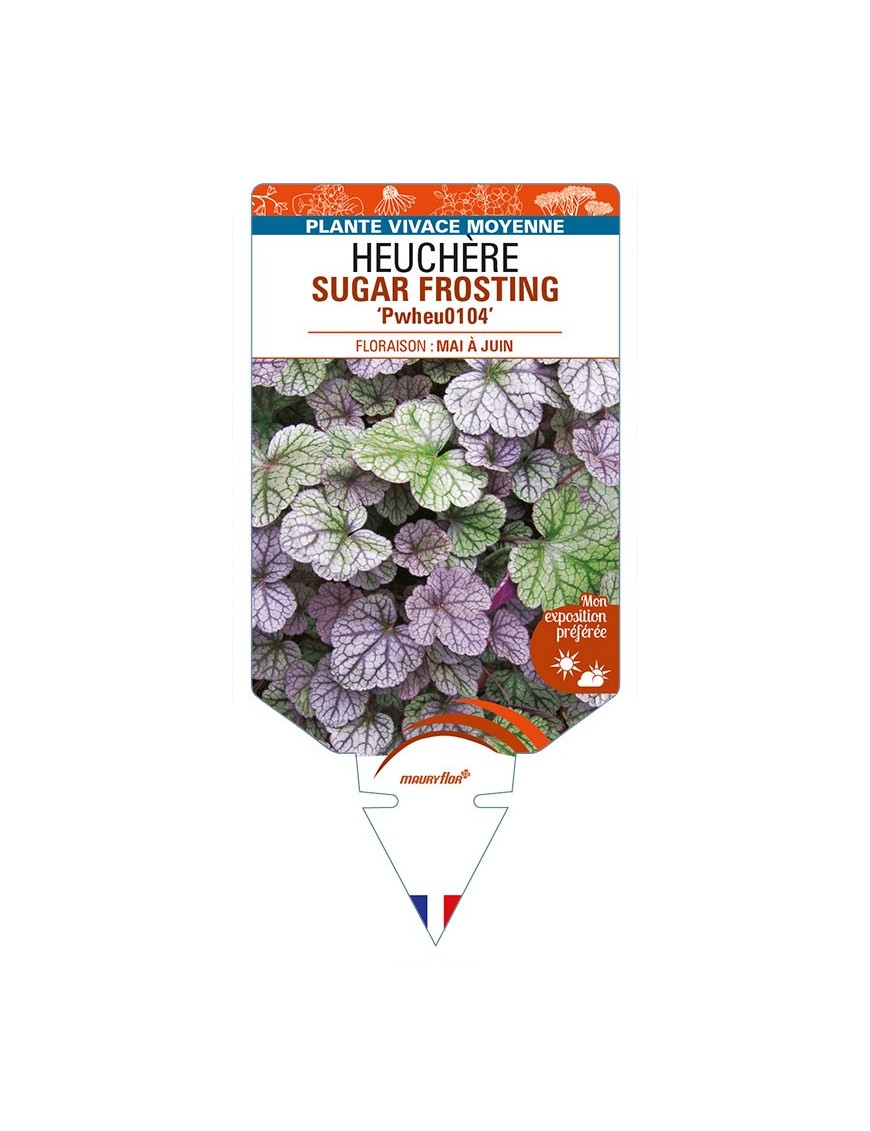 HEUCHERA SUGAR FROSTING 'Pwheu0104'