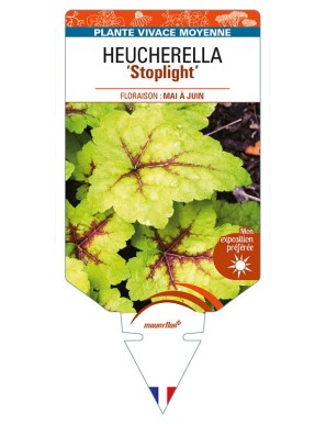 HEUCHERELLA 'Stoplight'