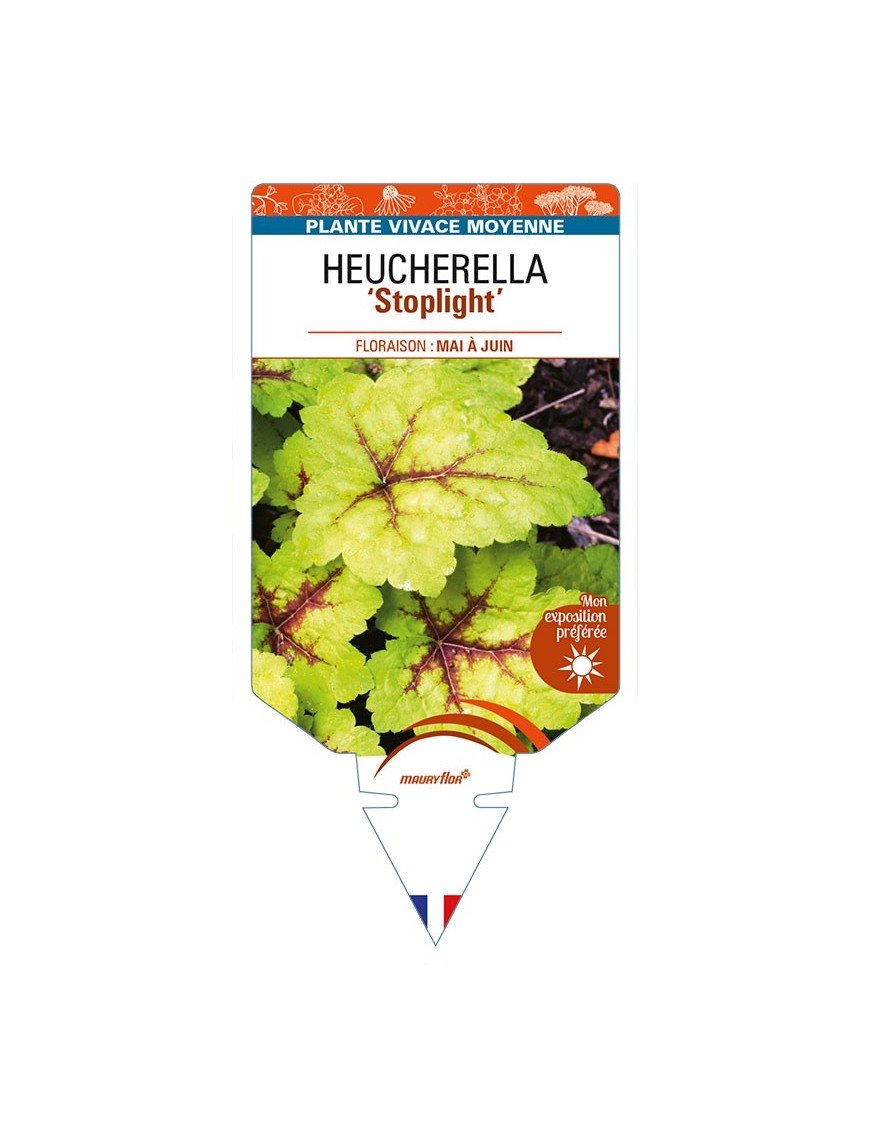 HEUCHERELLA 'Stoplight'