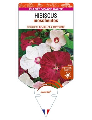 HIBISCUS moscheutos