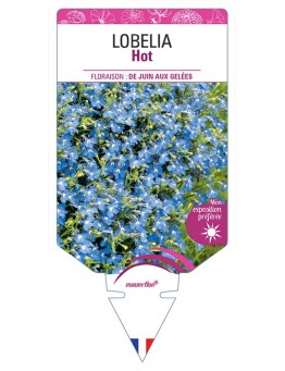 LOBELIA HOT