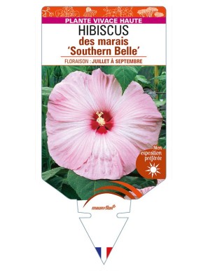 HIBISCUS moscheutos 'Southern Belle' voir HIBISCUS des marais