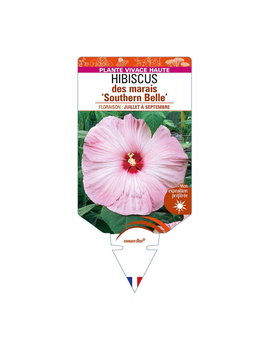 HIBISCUS moscheutos 'Southern Belle' voir HIBISCUS des marais