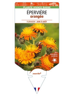 HIERACIUM aurantiacum voir ÉPERVIÈRE orangée