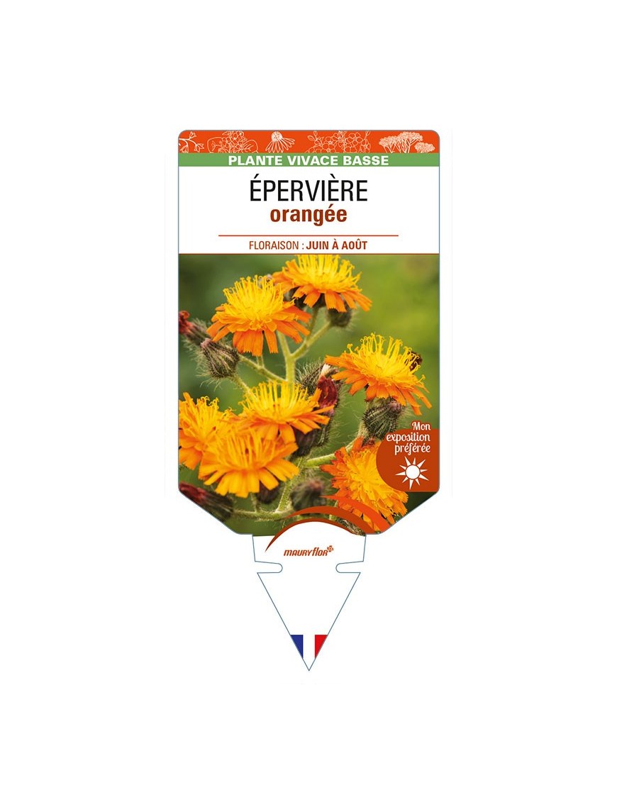HIERACIUM aurantiacum voir ÉPERVIÈRE orangée