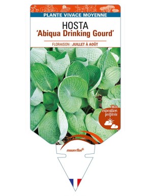 HOSTA 'Abiqua Drinking Gourd'