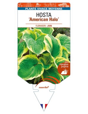 HOSTA 'American Halo'