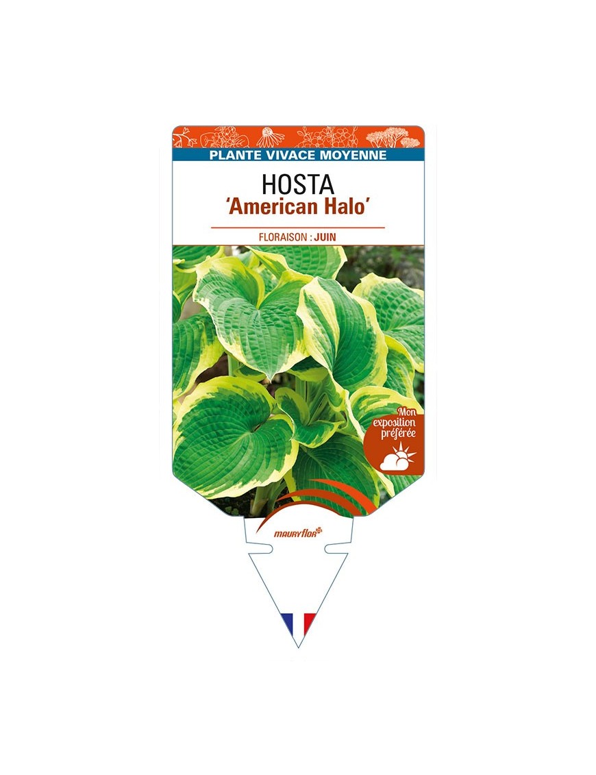 HOSTA 'American Halo'