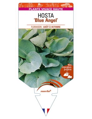 HOSTA 'Blue Angel'