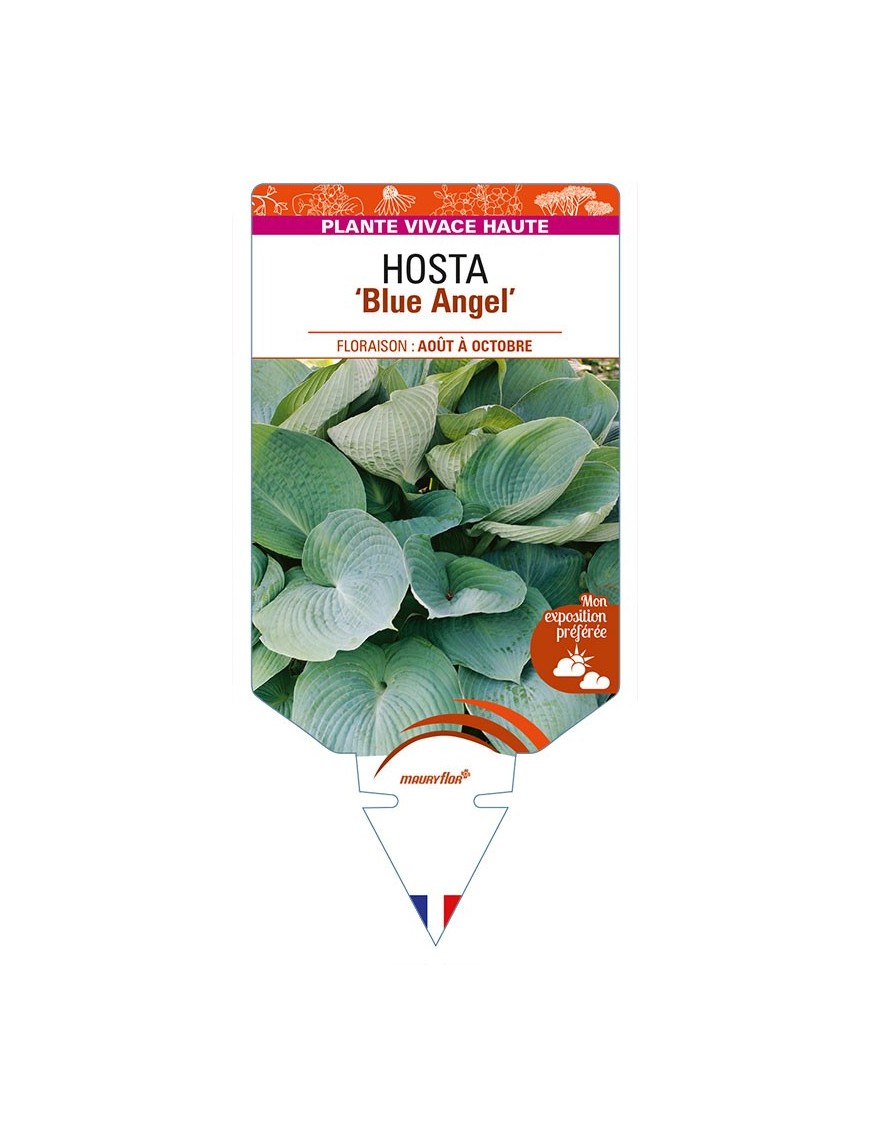 HOSTA 'Blue Angel'