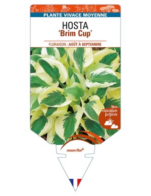 HOSTA 'Brim Cup'