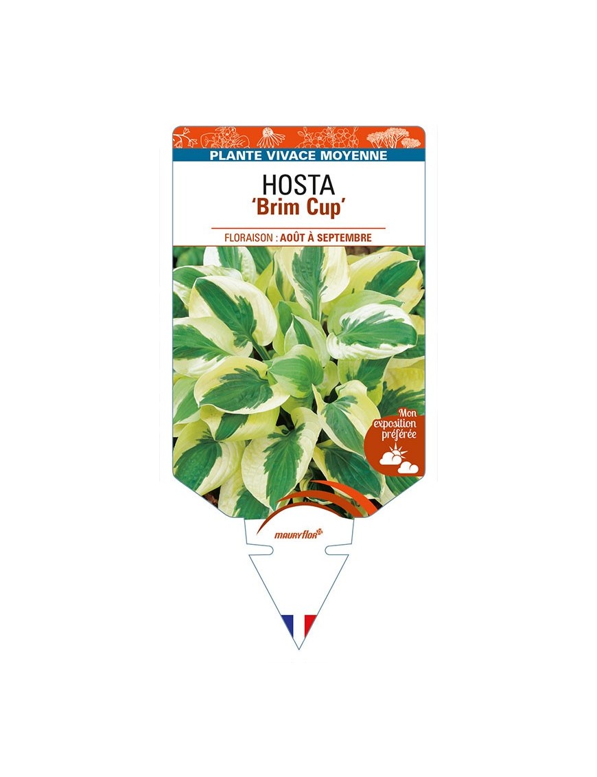 HOSTA 'Brim Cup'
