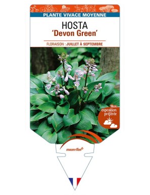 HOSTA 'Devon Green'