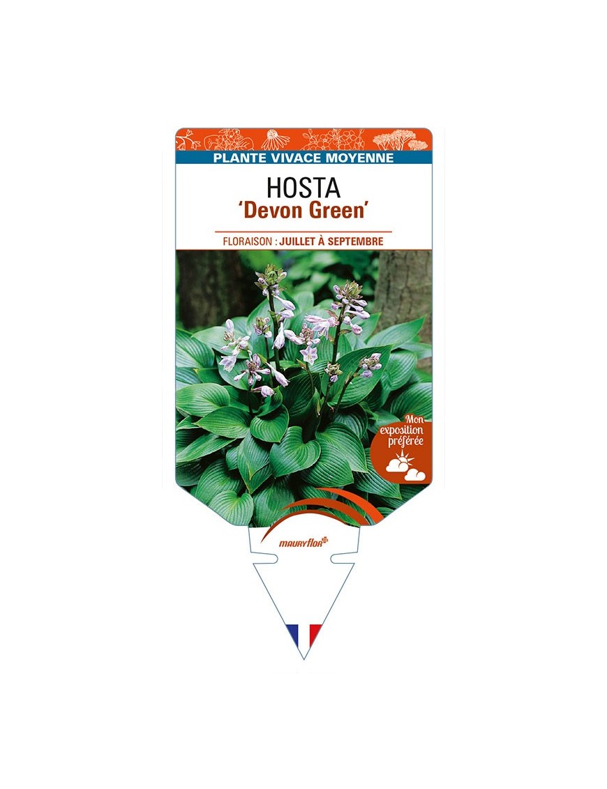 HOSTA 'Devon Green'