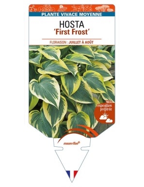 HOSTA 'First Frost'