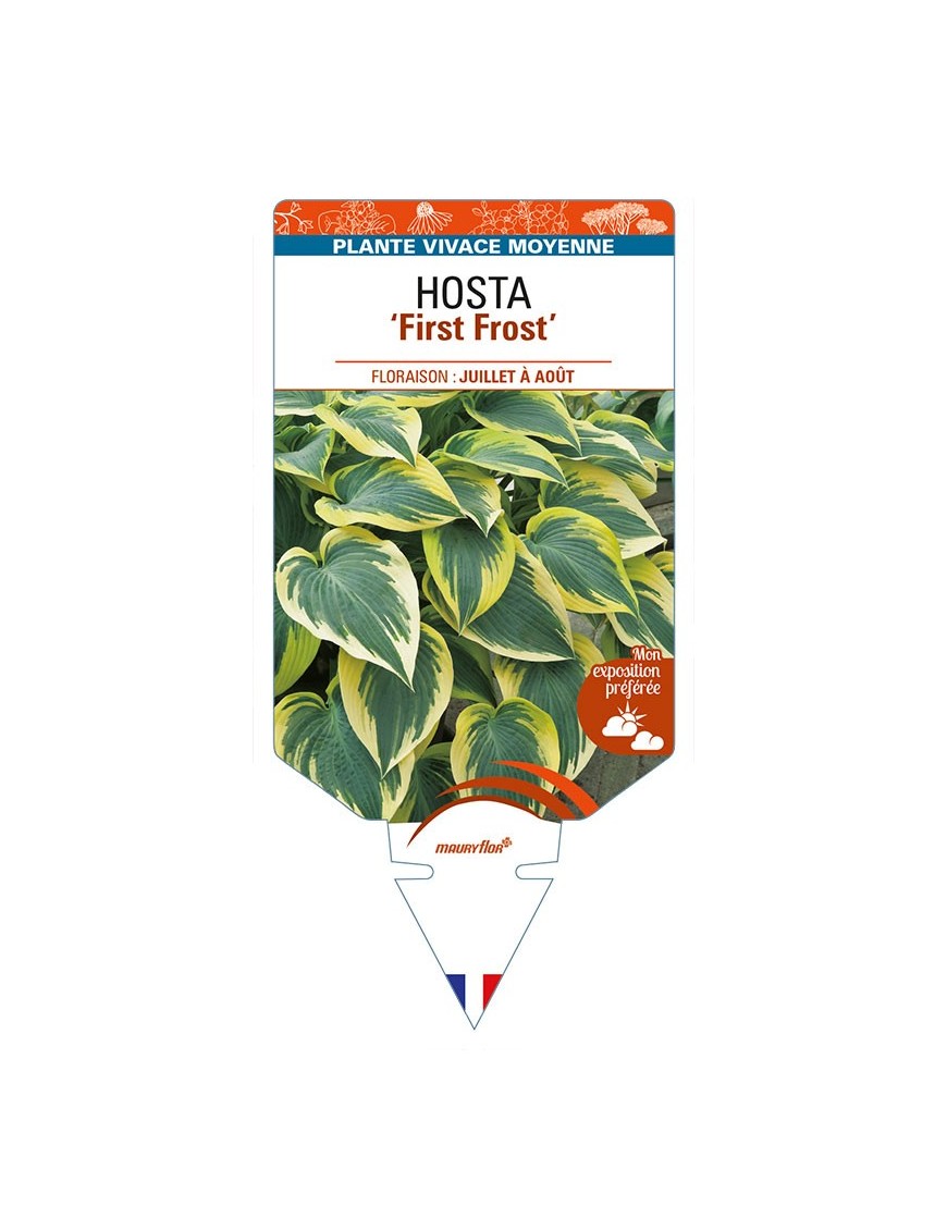 HOSTA 'First Frost'