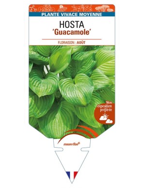 HOSTA 'Guacamole'