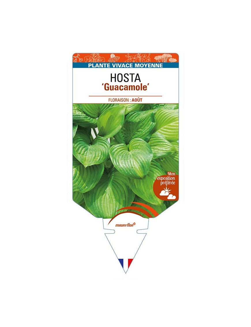 HOSTA 'Guacamole'