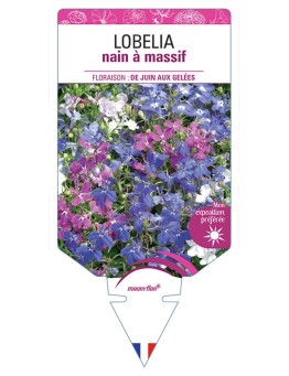 LOBELIA NAIN À MASSIF (VARIÉ)