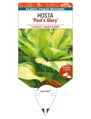 HOSTA 'Paul's Glory'