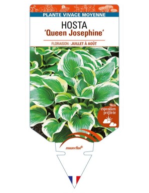 HOSTA 'Queen Josephine'